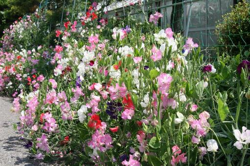 スイートピーの咲く風景 つる性,草花,愛らしいの写真素材