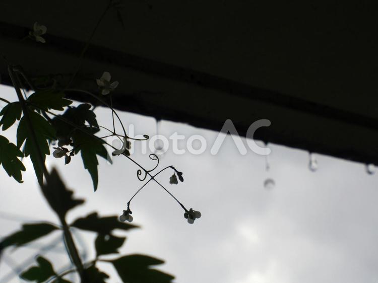 雨の日の風船葛 雨のしずく,雨上がり,雨の写真素材