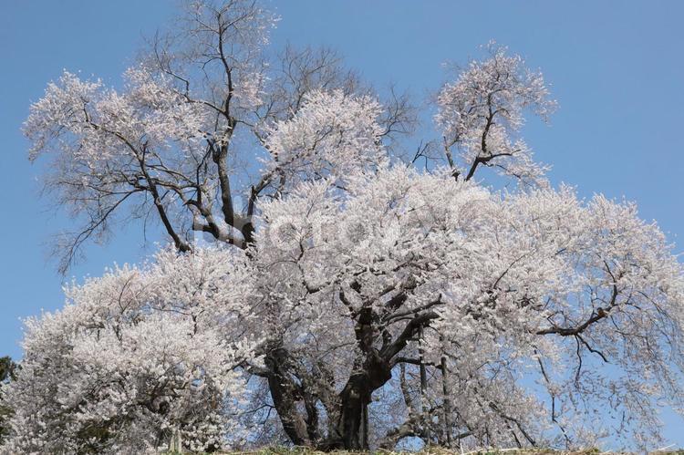 旅行や春のイメージ 春,桜,さくらの写真素材