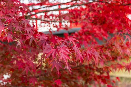 鮮やかな赤のもみじ もみじ,赤,秋の写真素材