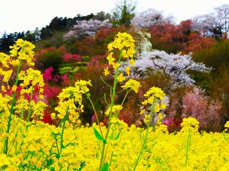 菜の花 菜の花の写真