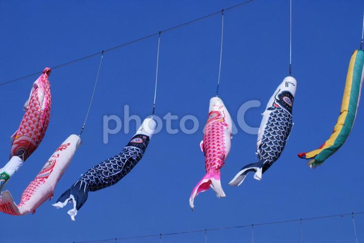 定山渓温泉の青空を泳ぐ鯉のぼり 5月5日,こいのぼり,五月晴れの写真素材