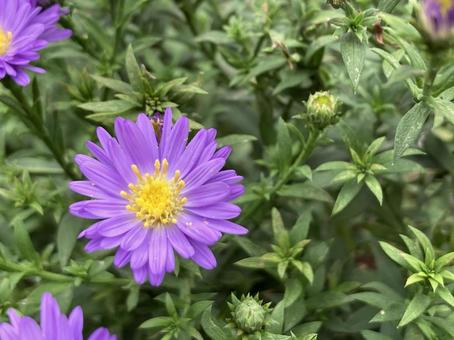 紫の花 紫の花の写真