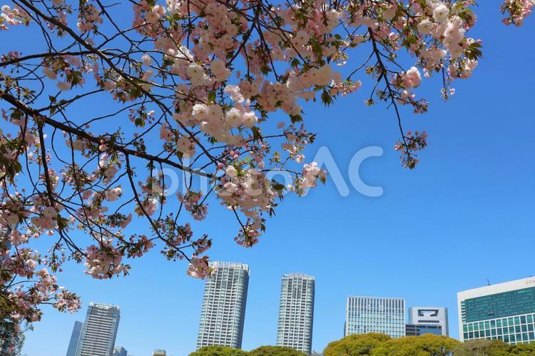 ４月上旬の東京浜離宮恩賜庭園の桜 木,空,ビルの写真素材