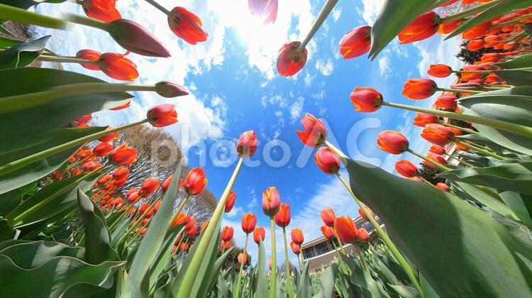 チューリップ花壇の地面から青空を見上げる チューリップ,畑,地面の写真素材