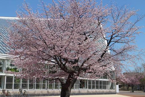 桜 桜の写真