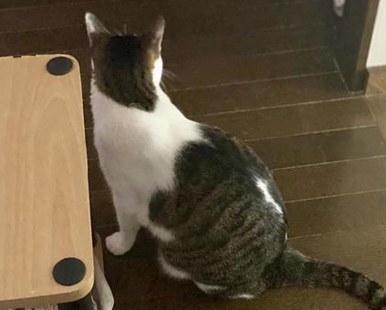 お座りをするキジ白猫さんの後ろ姿 お座りをするキジ白猫さんの後ろ姿 猫,キジシロ,後ろ姿の写真素材