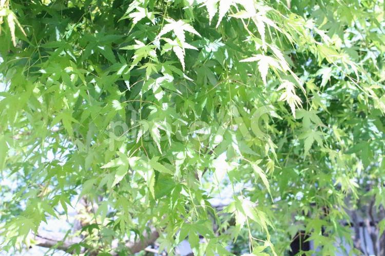 朝の日差しの楓 自然,木,楓の写真素材