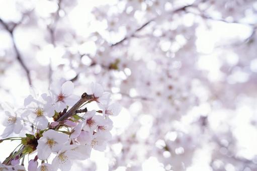 桜 桜の写真