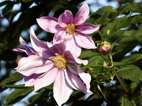 きれいな花 植物,花,川辺の写真素材