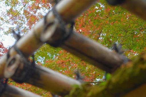 屋根越しの紅葉 屋根越しの紅葉の写真