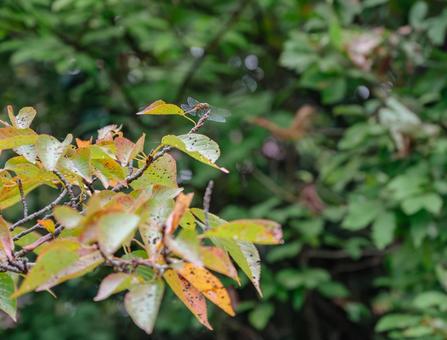 枝に止まったとんぼの写真