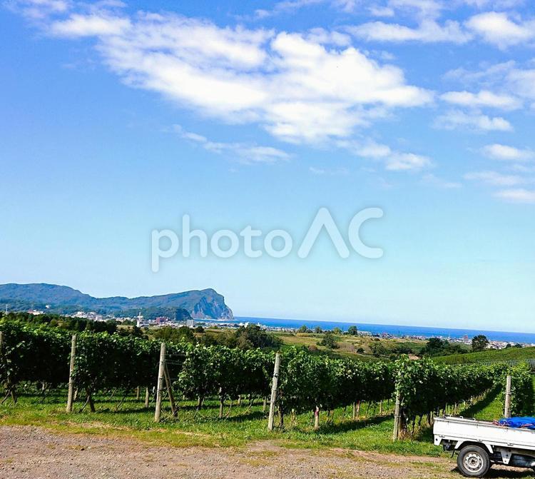 余市、ブドウ畑 小樽,ブドウ畑,自然の写真素材