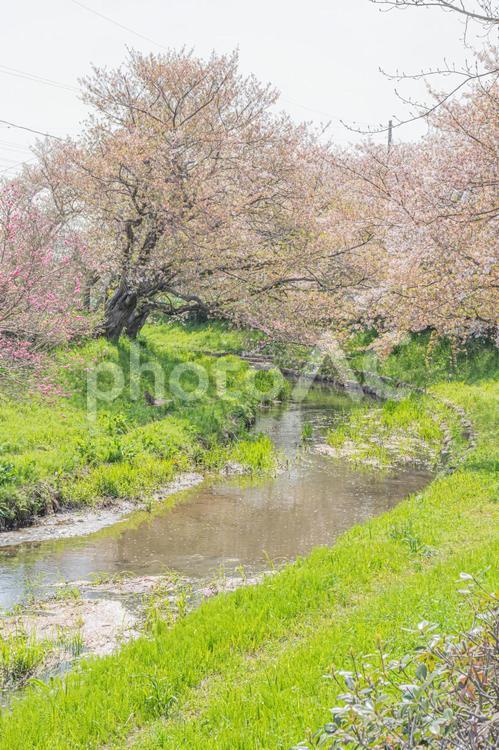 元荒川の桜／埼玉県鴻巣市 桜,桜並木,風景の写真素材
