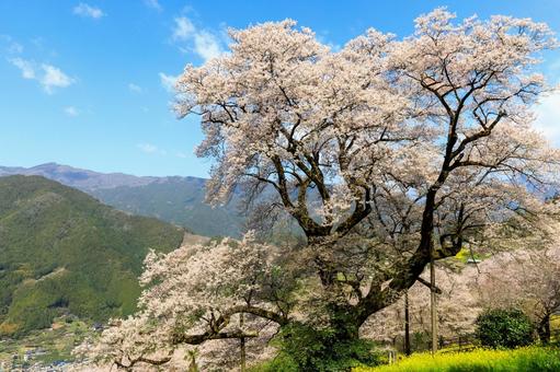 高知県仁淀川町のひょうたん桜 高知県仁淀川町のひょうたん桜 ひょうたん桜,桜,サクラの写真素材