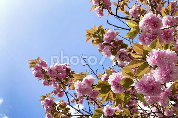 八重桜 八重桜,桜,春の写真素材