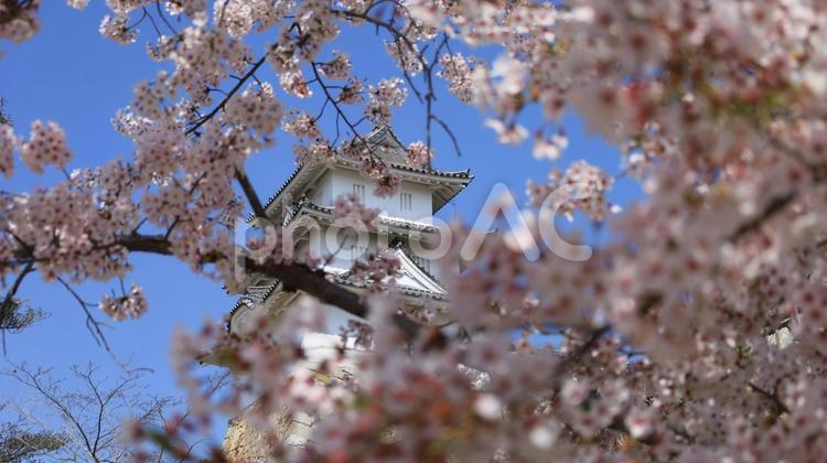 城と桜 桜,春,青空の写真素材
