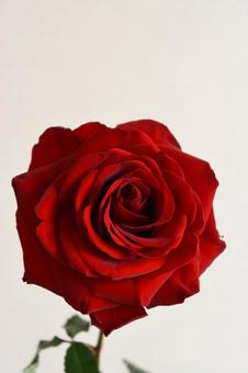 赤いばら 薔薇,ばら,バラの写真素材