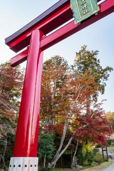 塩釜神社の秋景色⑴ 秋,紅葉,モミジの写真素材