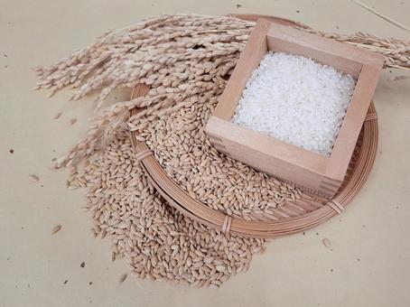 稲穂と籾と白米_和紙バック_2 秋,秋の味覚,米の写真素材