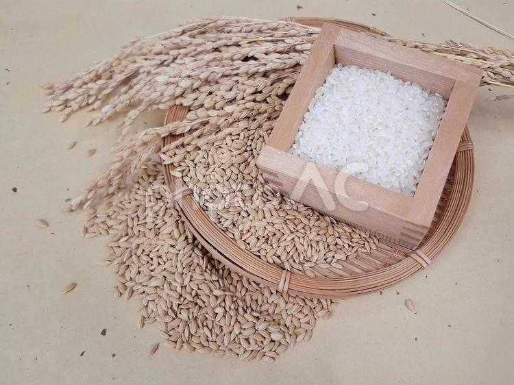 稲穂と籾と白米_和紙バック_2 秋,秋の味覚,米の写真素材