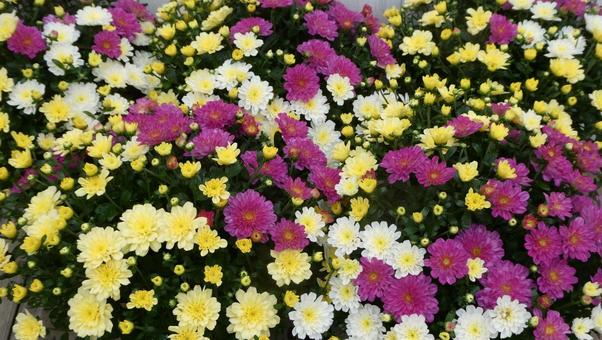 秋の花壇　カラフルな小菊 ビタマム 花,菊,小菊の写真素材