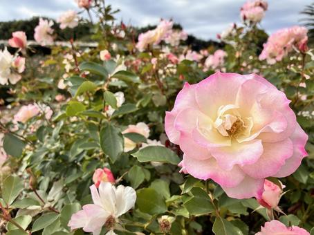 谷津バラ園のバラ バラ,ピンク,習志野市の写真素材