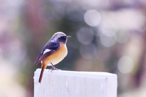 杭に止まるジョウビタキ 杭に止まるジョウビタキ 鳥,ジョウビタキ,冬の写真素材