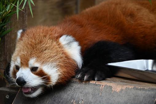 レッサーパンダ レッサーパンダ レッサーパンダ,かわいい,人気者の写真素材