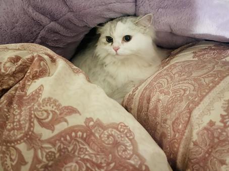 猫のかくれんぼ 猫のかくれんぼ 猫,チンチラ,ねこの写真素材