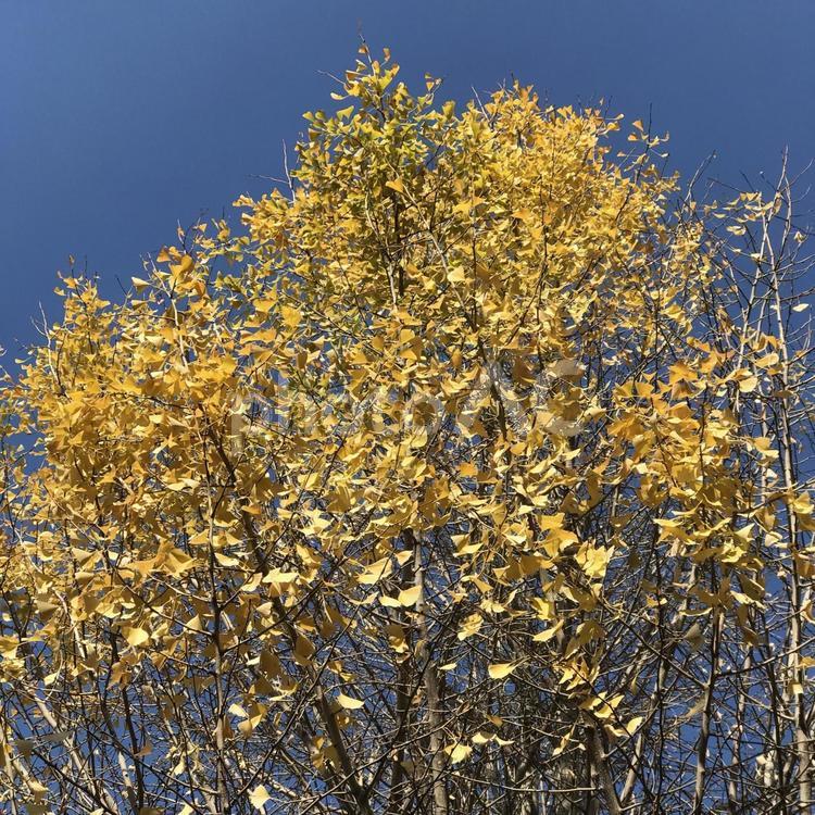 初冬の新蒲田の紅葉 紅葉,木の葉,晩秋の写真素材