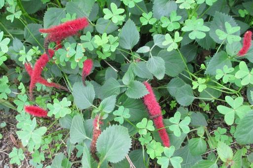 キャットテイルとカタバミ キャットテイル,カタバミ,植物の写真素材