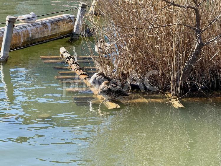冬の不忍池 不忍池弁天堂,ボート池,水鳥の写真素材