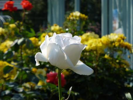 花壇に咲く白い薔薇の花 花壇に咲く白い薔薇の花 ばら,花,植物の写真素材