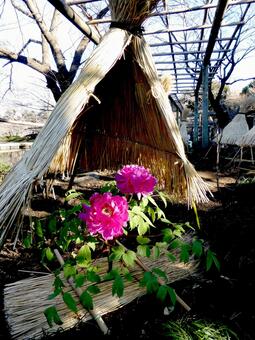 鶴岡八幡宮・1月下旬のぼたん園風景その8 ぼたん,花,植物の写真素材