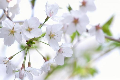 白い桜 白い桜の写真