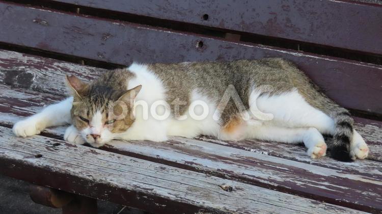 ベンチで夕涼みしているもふもふな脱力猫 猫,キジシロ,寝そべるの写真素材