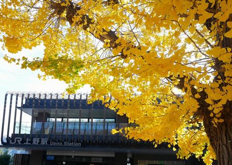 秋の上野駅 秋の上野駅 駅,上野駅,イチョウの写真素材