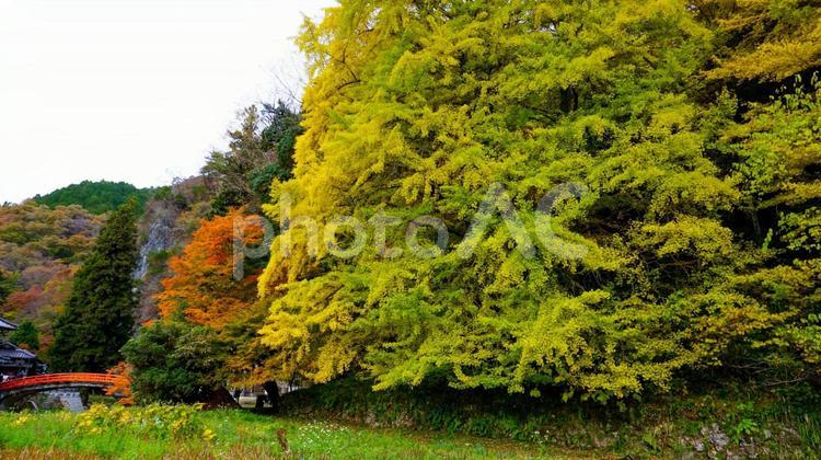 上帝釈峡の美しい紅葉 秋,紅葉,黄葉の写真素材