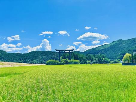 田んぼと鳥居 田んぼ,稲穂,夏の写真素材