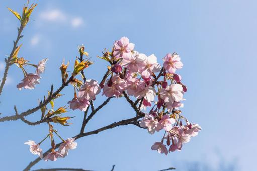 cherry blossoms, JPG