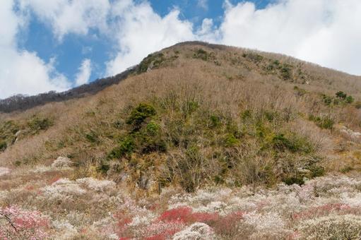 青空に映える満開の紅梅と白梅 梅,迎春,梅の花の写真素材