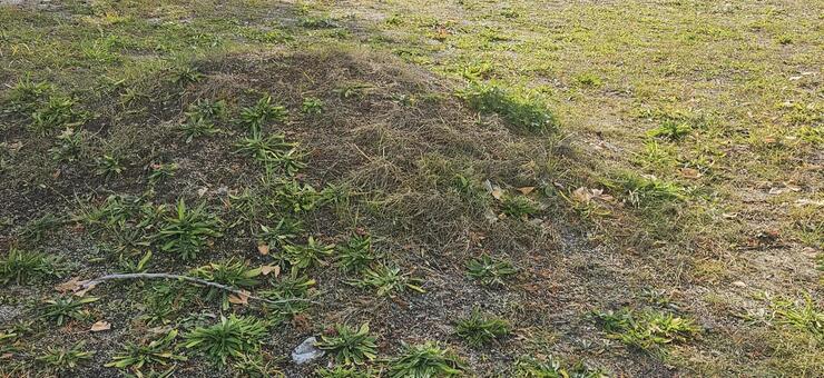 地面の盛り上がり 草,土,地面の写真素材