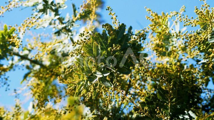 寒風に耐えて開花を待つミモザ ミモザ,ギンヨウアカシア,花の写真素材