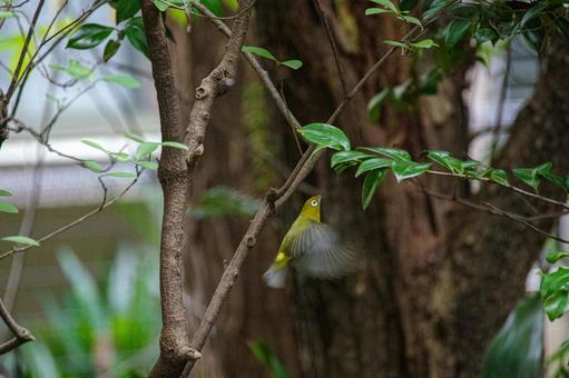 White-eye flutters, bianco-occhio giapponese, uccello selvaggio, verdura, JPG