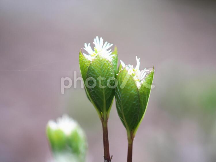 平成の森に咲くヒトリシズカ ヒトリシズカ,野の花,平成の森の写真素材
