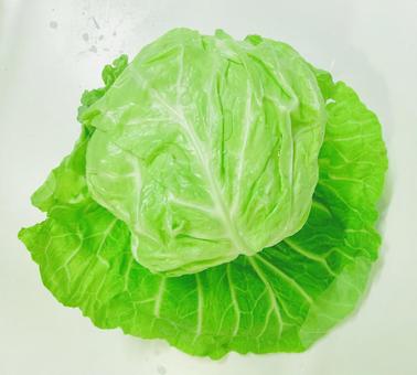 キャベツ キャベツ 丸ごと,丸い,素材の写真素材