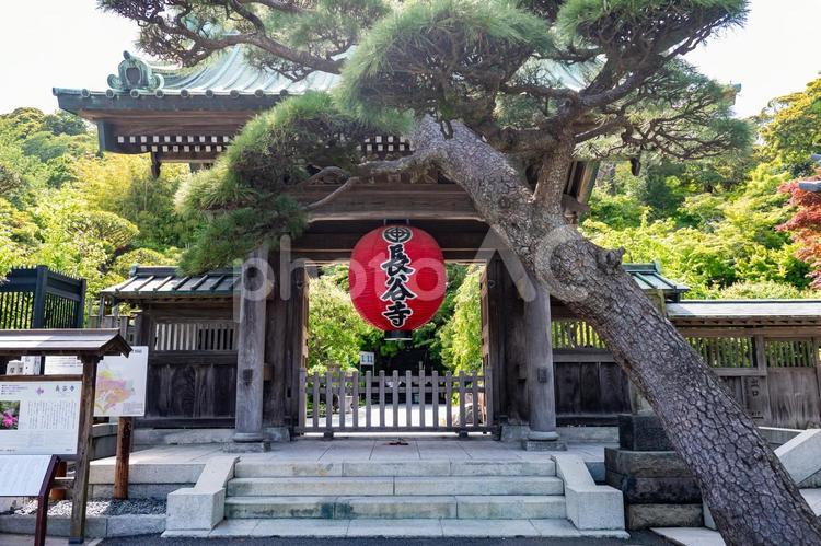 鎌倉　長谷寺 鎌倉,長谷寺,長谷観音の写真素材