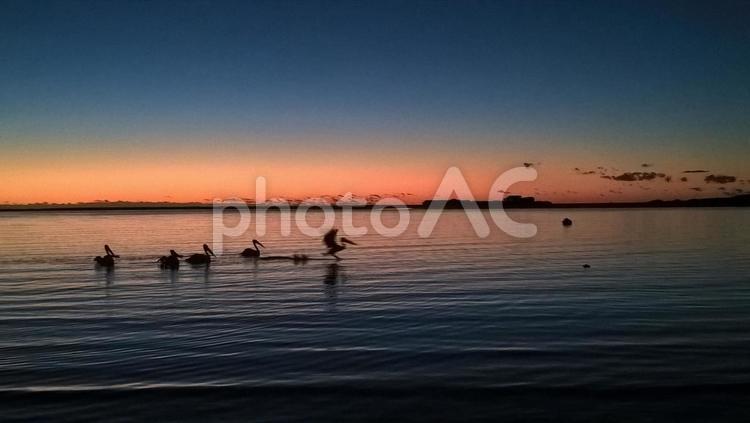 夕暮れのペリカン 夕日,ペリカン,鳥の写真素材