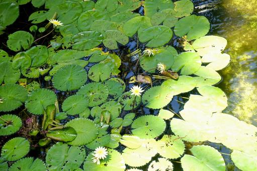 Water Lily, JPG Water Lily, JPG